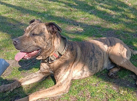 Presa Canario Stud