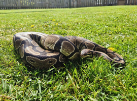 Female ball python