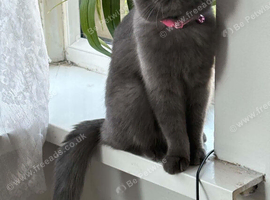 Kitten 8month old for sale