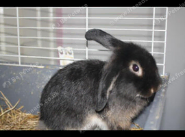 Bunny
