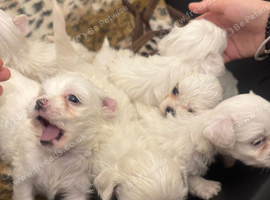 Puppy&rsquo;s for sale