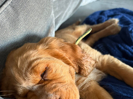 Red Cocker Spaniel Puppies