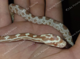 Hatchling corn snake