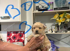 Puppies available 5th August