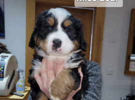 Female bernese mountain dog pup