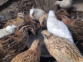 Quails for sale