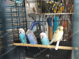 Budgies