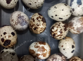 12 Fertile Coturnix Quail Eggs