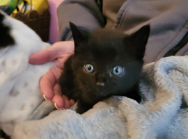 2 Kittens