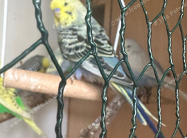 Lovely male budgies