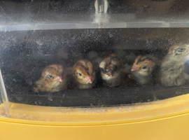 Coturnix quail