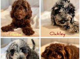 Premium Quality Teddy Toy Cavapoos F1B DNA Health Tested
