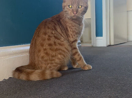 Missing cat