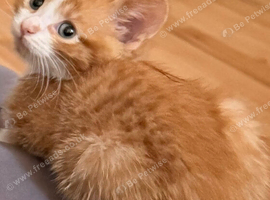 4 adorable kittens