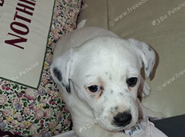 Chihuahua x mam dad borderline terrier