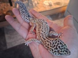 Leopard gecko for sale