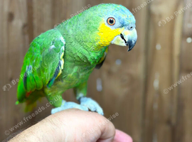 Amazon parrot