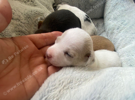 Rare colour / Merle Jack Russell Pups ( Wenlock) DNA Health Clear Stud