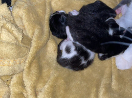 4 kittens