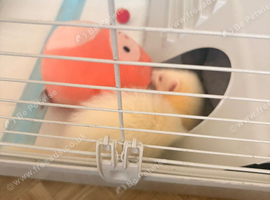 Albino male ferret 14weeks
