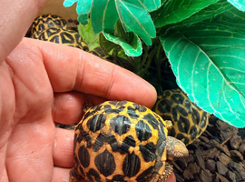 Indian star tortoise cb25