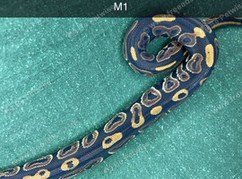 2026 hatchling ball pythons