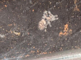 Jumping spider with full setup