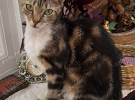 FEMALE KITTEN NEEDS LOVING HOME