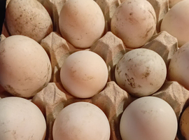 Khaki Campbell Hatching eggs for sale &pound;20 for 6 (Including postage)