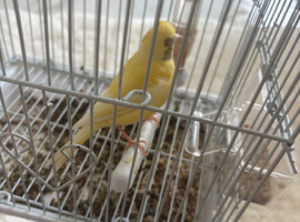 a 1 year old singing canary