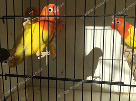 Red eye and dark eye lutino + split lutino.Fischer