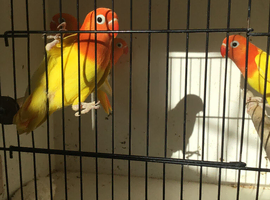 Rare red eye lutino + other mutations.