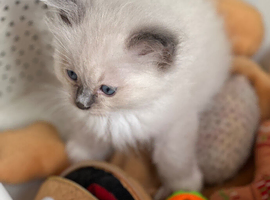 Fun balls of fluff !