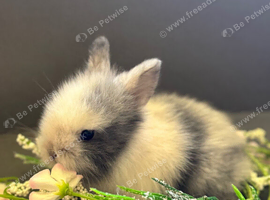 3 Beautiful lionlops from 2 different litters