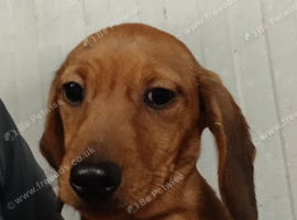 Miniature dachshund pup