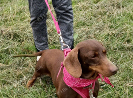 Female Dachound