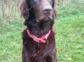 Stud Flat coated retriever liver for stud not KC registered not heath tested no health issues stud fee &pound;500