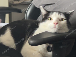 Black and white male cat