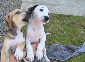 2 pups to go, available now