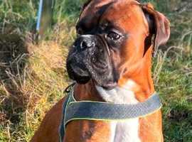 Our handsome boxer dog, offered for stud! Heart score 0