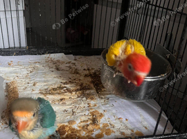 Baby lovebirds hand reared