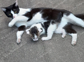 Beautiful Cat and kitten