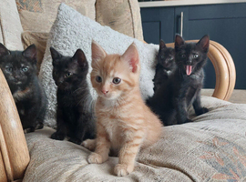 Kittens