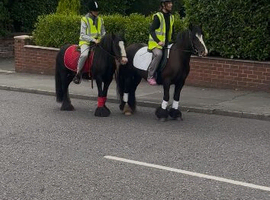For sale Pamela & Samantha best pony in world