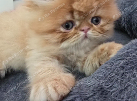 GCCF Registered Exotic kittens