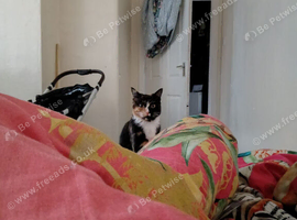 11 months female looking to rehome