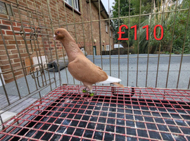 Pigeons For Sale