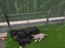 F1 cockapoo puppies