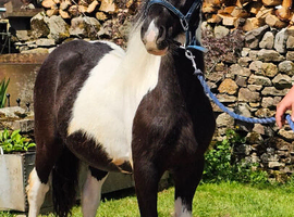 Beautiful native pieblald colt