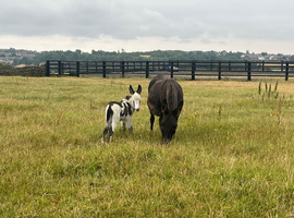 "Francesca and her gorgeous little girl" Mare Companion Horse